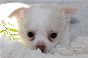 Denzel - Chihuahua for sale