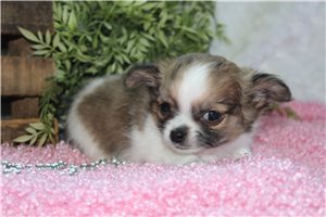 Gabby - puppy for sale