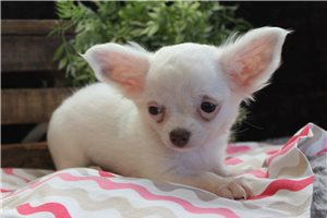 Francine - Chihuahua for sale