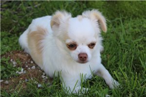 Edward - Chihuahua for sale