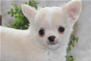 Texas - puppy for sale