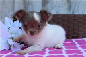 Conner | Puppies For Sale at Pawrade
