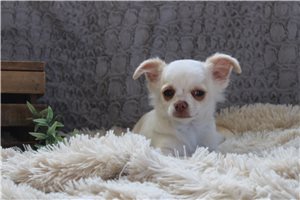 Edward - Chihuahua for sale