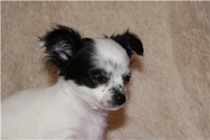 Adeline - Chihuahua for sale