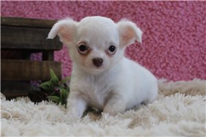 Francine - Chihuahua for sale