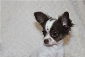 Edwin - Chihuahua for sale