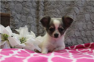 Faith - Chihuahua for sale