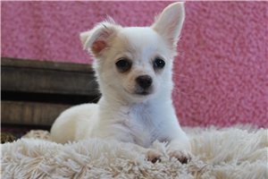 Calista - Chihuahua for sale