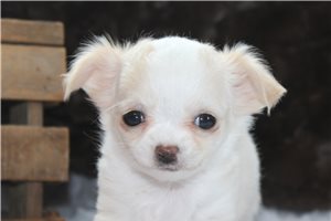 Brianna - puppy for sale