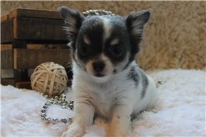 Cash - puppy for sale