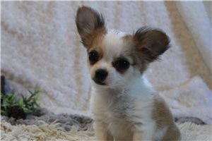 Gallow - Chihuahua for sale