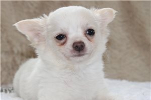 Denzel - Chihuahua for sale