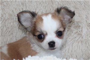 Gallow - puppy for sale