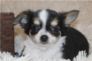 Blaze - Chihuahua for sale