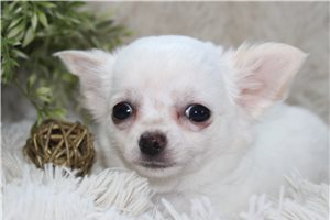 Cameo - puppy for sale