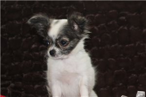 Finley - Chihuahua for sale