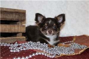 Caleb - Chihuahua for sale