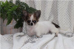 Bessie - Chihuahua for sale