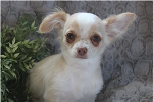 Asher - Chihuahua for sale