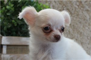 Fudge - Chihuahua for sale