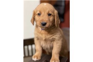 Jeff - Golden Retriever for sale