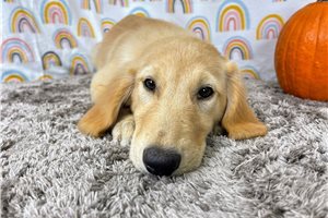 Dara - Golden Retriever for sale