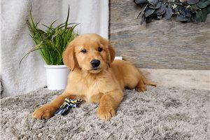 Hayden - Golden Retriever for sale