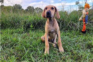 Emmie - Great Dane for sale