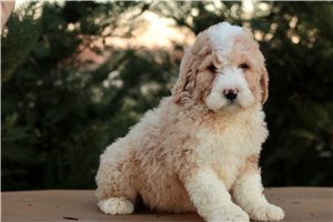 Jesse - Bernedoodle for sale
