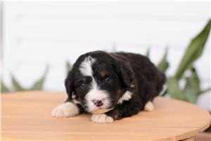 Kara - puppy for sale