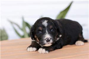 Kimberly - puppy for sale