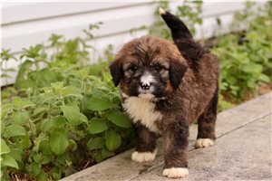 Koleman - Bernedoodle for sale