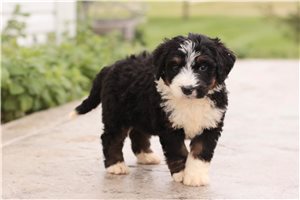 Kressly - Bernedoodle for sale
