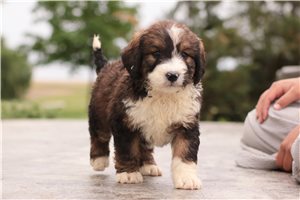 Kylie - Bernedoodle for sale