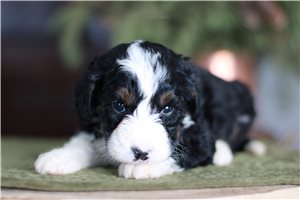 Alli - puppy for sale