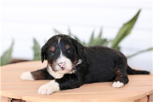 Kerri - puppy for sale