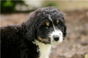 Benson - puppy for sale