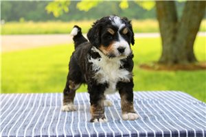 Paya - Bernedoodle for sale