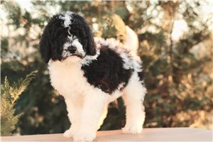 James - Bernedoodle for sale