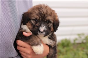 Koleman - Bernedoodle for sale