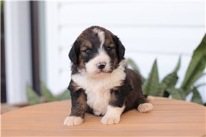 Kylie - puppy for sale