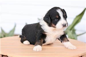 Kressly - puppy for sale