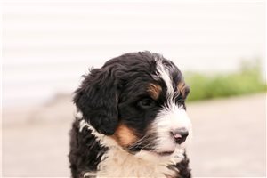 Katherine - Bernedoodle for sale