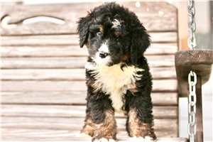 Kimberly - Bernedoodle for sale