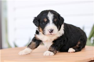 Katherine - Bernedoodle for sale