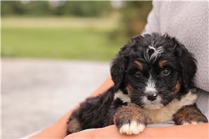 Kimberly - Bernedoodle for sale