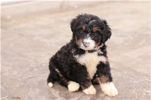 Kerri - Bernedoodle for sale