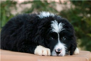 Isaac - puppy for sale