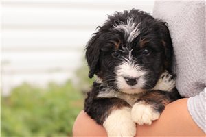 Kara - Bernedoodle for sale