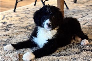 Iris - Bernedoodle for sale